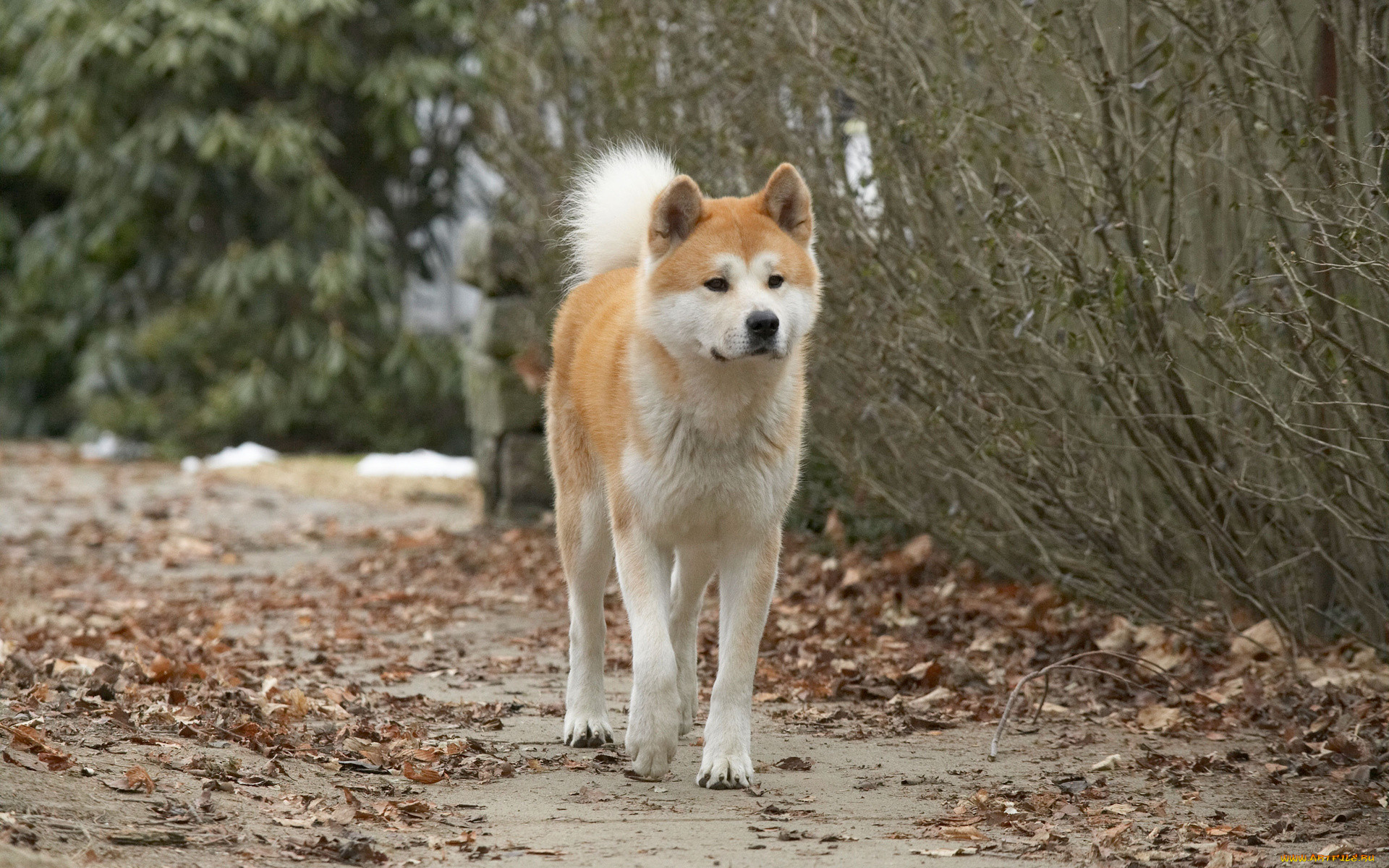  , hachiko,  a dogs story, , , 